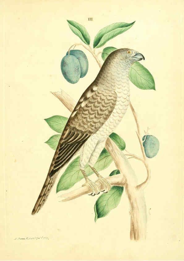 Reproducción/Reproduction 6072737767: Nouvelles illustrations de zoologie A Londres :Imprimé pour B. White ...,1776