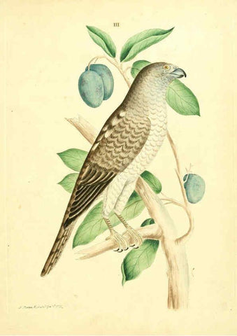 Reproducción/Reproduction 6072737767: Nouvelles illustrations de zoologie A Londres :Imprimé pour B. White ...,1776
