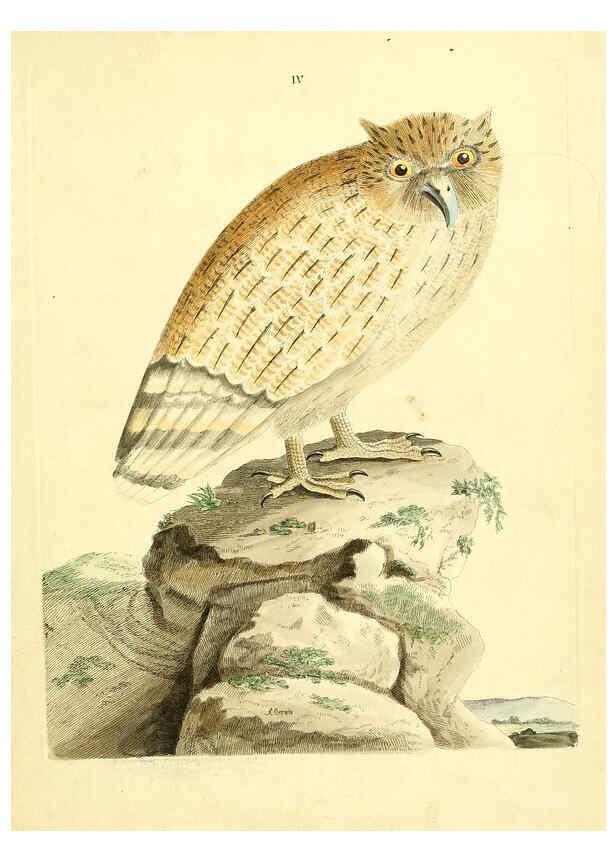 Reproducción/Reproduction 6072737963: Nouvelles illustrations de zoologie A Londres :Imprimé pour B. White ...,1776