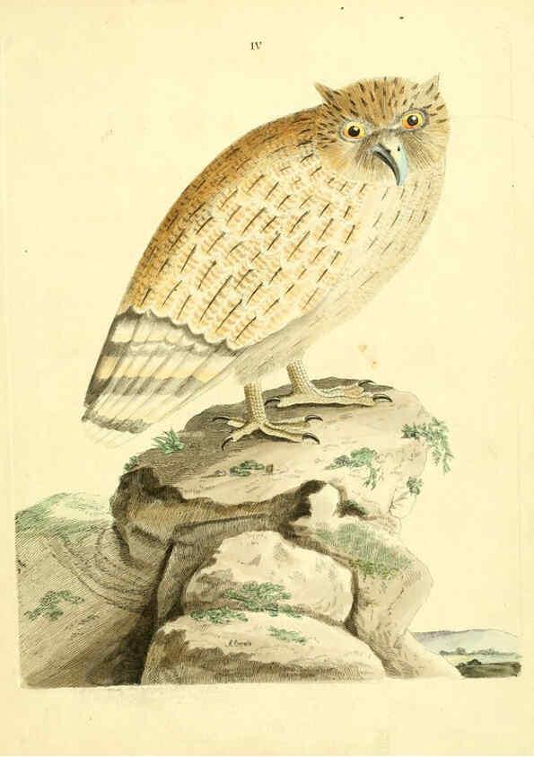Reproducción/Reproduction 6072737963: Nouvelles illustrations de zoologie A Londres :Imprimé pour B. White ...,1776