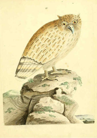 Reproducción/Reproduction 6072737963: Nouvelles illustrations de zoologie A Londres :Imprimé pour B. White ...,1776