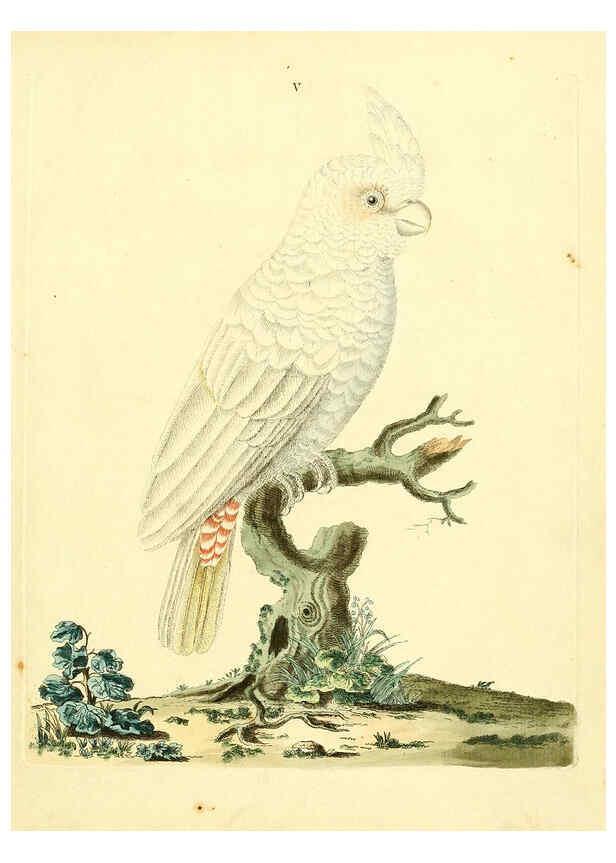 Reproducción/Reproduction 6073279662: Nouvelles illustrations de zoologie A Londres :Imprimé pour B. White ...,1776