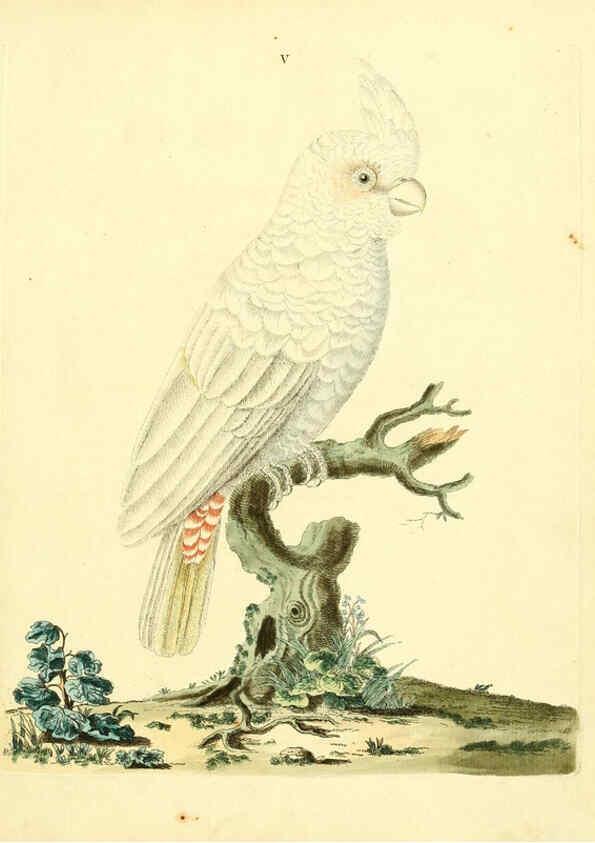 Reproducción/Reproduction 6073279662: Nouvelles illustrations de zoologie A Londres :Imprimé pour B. White ...,1776