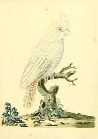 Reproducción/Reproduction 6073279662: Nouvelles illustrations de zoologie A Londres :Imprimé pour B. White ...,1776
