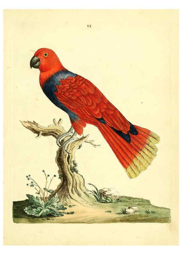 Reproducción/Reproduction 6073279952: Nouvelles illustrations de zoologie A Londres :Imprimé pour B. White ...,1776