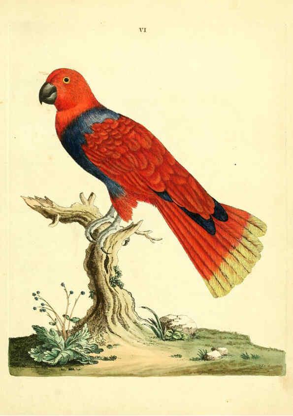 Reproducción/Reproduction 6073279952: Nouvelles illustrations de zoologie A Londres :Imprimé pour B. White ...,1776