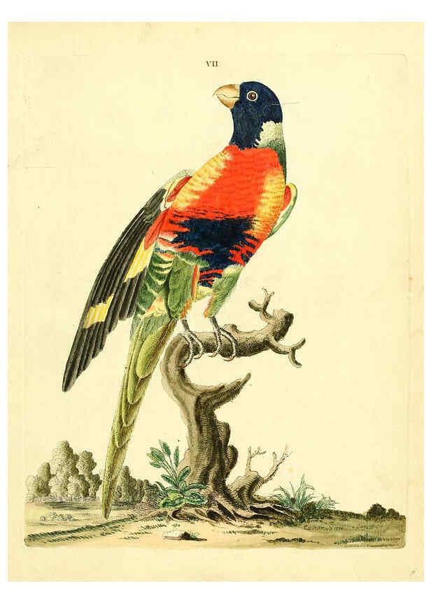 Reproducción/Reproduction 6072738789: Nouvelles illustrations de zoologie A Londres :Imprimé pour B. White ...,1776