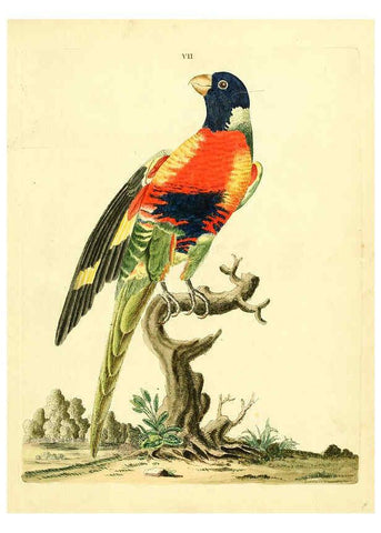 Reproducción/Reproduction 6072738789: Nouvelles illustrations de zoologie A Londres :Imprimé pour B. White ...,1776