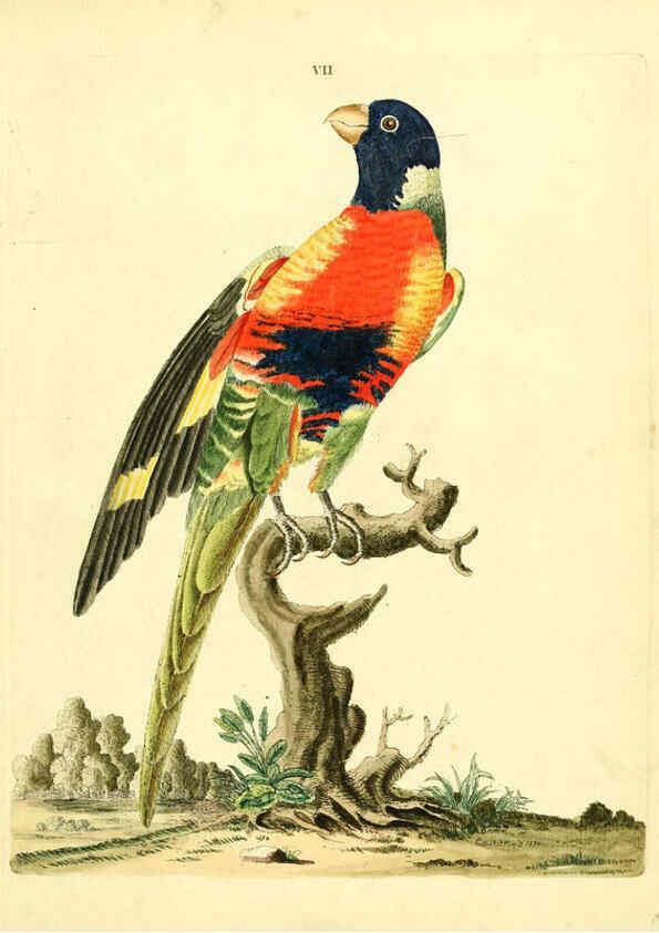 Reproducción/Reproduction 6072738789: Nouvelles illustrations de zoologie A Londres :Imprimé pour B. White ...,1776
