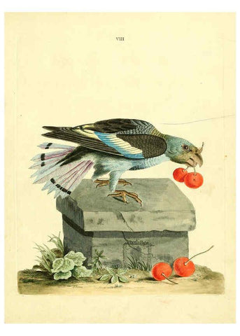 Reproducción/Reproduction 6073280372: Nouvelles illustrations de zoologie A Londres :Imprimé pour B. White ...,1776