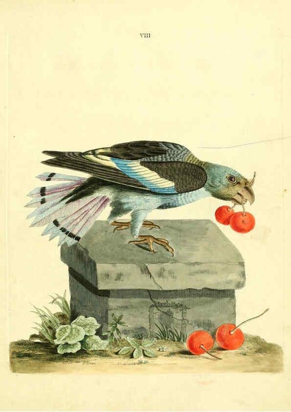 Reproducción/Reproduction 6073280372: Nouvelles illustrations de zoologie A Londres :Imprimé pour B. White ...,1776