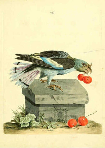 Reproducción/Reproduction 6073280372: Nouvelles illustrations de zoologie A Londres :Imprimé pour B. White ...,1776