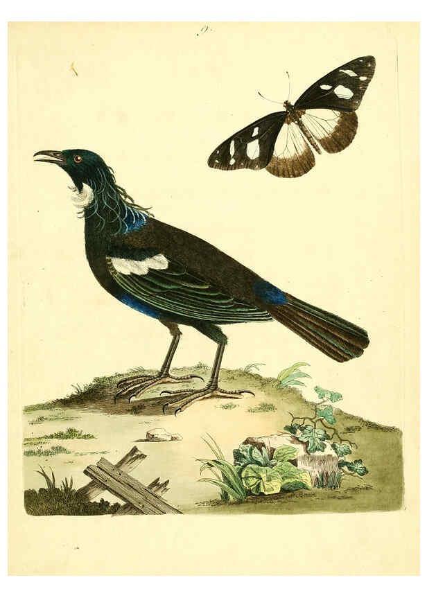 Reproducción/Reproduction 6072739135: Nouvelles illustrations de zoologie A Londres :Imprimé pour B. White ...,1776