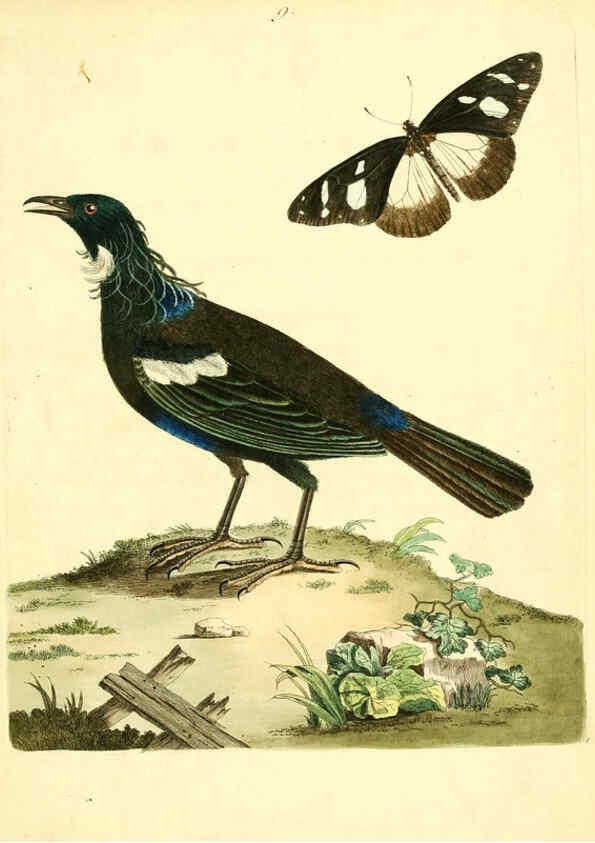 Reproducción/Reproduction 6072739135: Nouvelles illustrations de zoologie A Londres :Imprimé pour B. White ...,1776