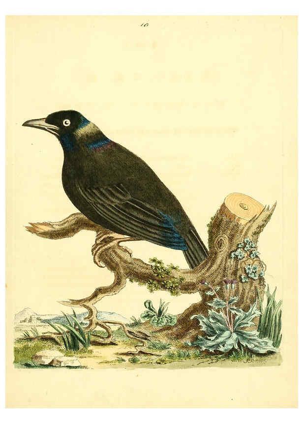 Reproducción/Reproduction 6072739353: Nouvelles illustrations de zoologie A Londres :Imprimé pour B. White ...,1776