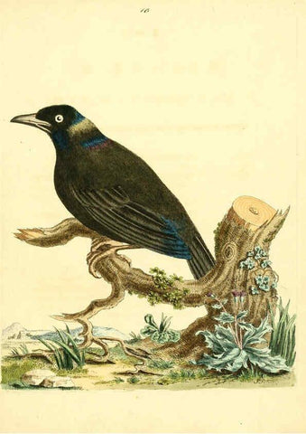 Reproducción/Reproduction 6072739353: Nouvelles illustrations de zoologie A Londres :Imprimé pour B. White ...,1776