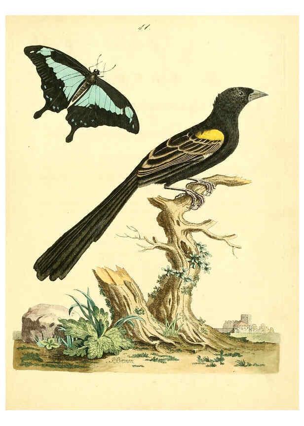 Reproducción/Reproduction 6072742777: Nouvelles illustrations de zoologie A Londres :Imprimé pour B. White ...,1776