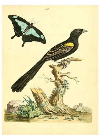 Reproducción/Reproduction 6072742777: Nouvelles illustrations de zoologie A Londres :Imprimé pour B. White ...,1776
