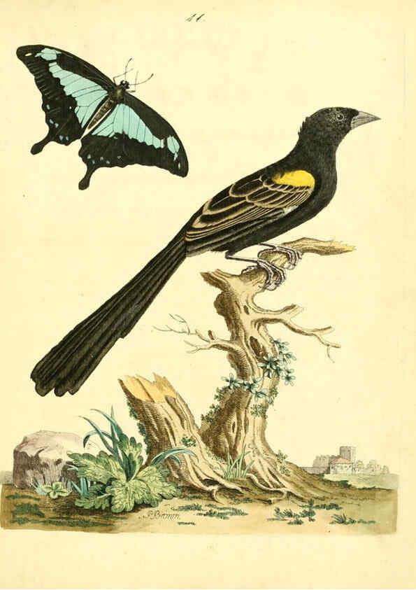 Reproducción/Reproduction 6072742777: Nouvelles illustrations de zoologie A Londres :Imprimé pour B. White ...,1776