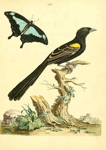 Reproducción/Reproduction 6072742777: Nouvelles illustrations de zoologie A Londres :Imprimé pour B. White ...,1776