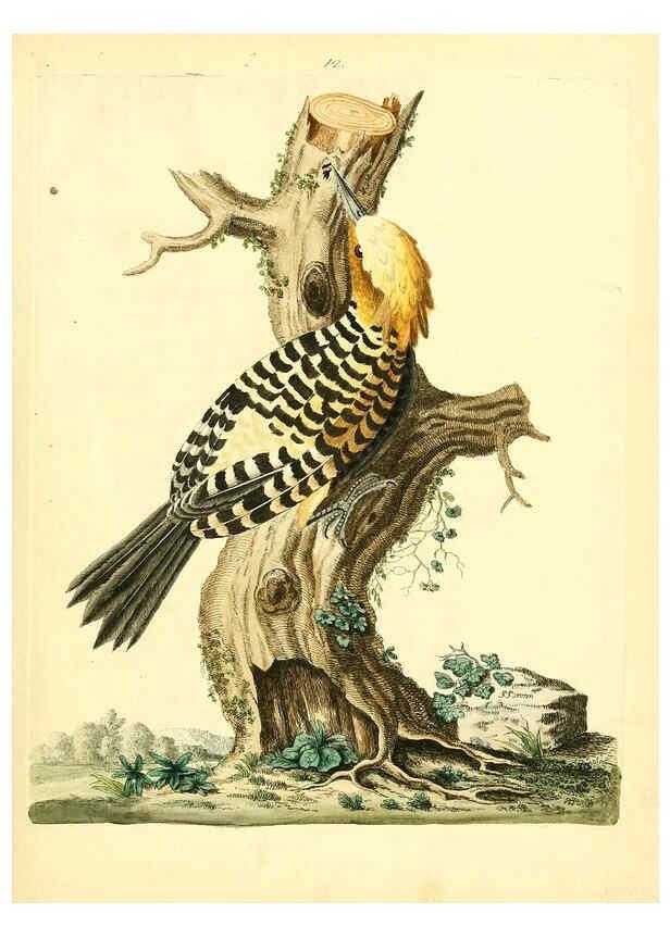Reproducción/Reproduction 6073284530: Nouvelles illustrations de zoologie A Londres :Imprimé pour B. White ...,1776