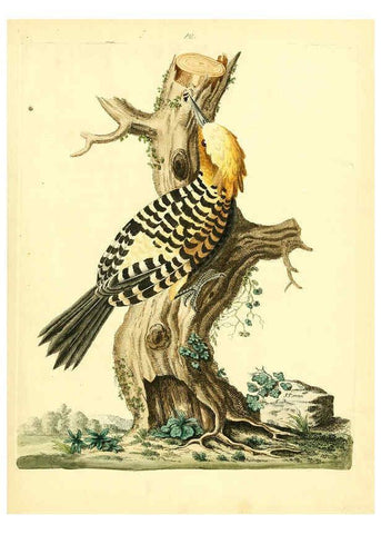 Reproducción/Reproduction 6073284530: Nouvelles illustrations de zoologie A Londres :Imprimé pour B. White ...,1776