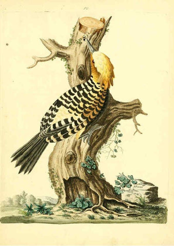 Reproducción/Reproduction 6073284530: Nouvelles illustrations de zoologie A Londres :Imprimé pour B. White ...,1776