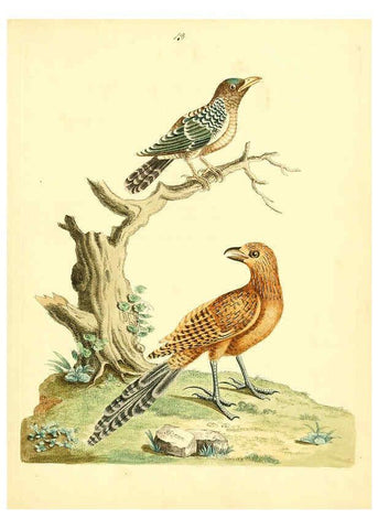 Reproducción/Reproduction 6073284748: Nouvelles illustrations de zoologie A Londres :Imprimé pour B. White ...,1776