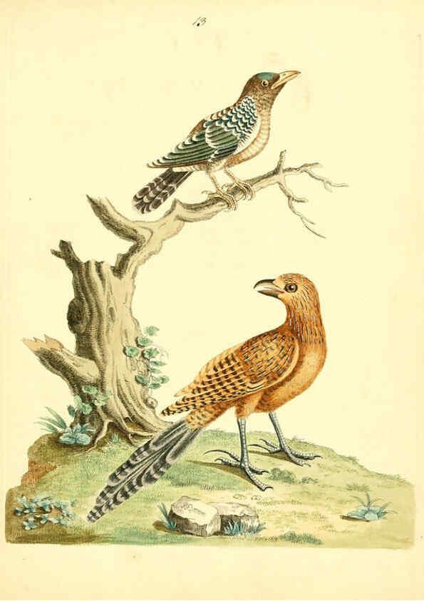 Reproducción/Reproduction 6073284748: Nouvelles illustrations de zoologie A Londres :Imprimé pour B. White ...,1776