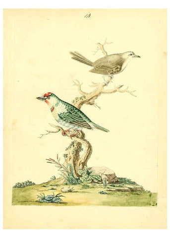 Reproducción/Reproduction 6073284938: Nouvelles illustrations de zoologie A Londres :Imprimé pour B. White ...,1776