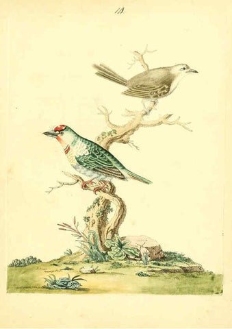 Reproducción/Reproduction 6073284938: Nouvelles illustrations de zoologie A Londres :Imprimé pour B. White ...,1776