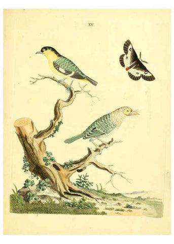 Reproducción/Reproduction 6072743561: Nouvelles illustrations de zoologie A Londres :Imprimé pour B. White ...,1776