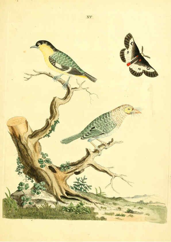 Reproducción/Reproduction 6072743561: Nouvelles illustrations de zoologie A Londres :Imprimé pour B. White ...,1776
