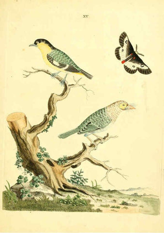 Reproducción/Reproduction 6072743561: Nouvelles illustrations de zoologie A Londres :Imprimé pour B. White ...,1776