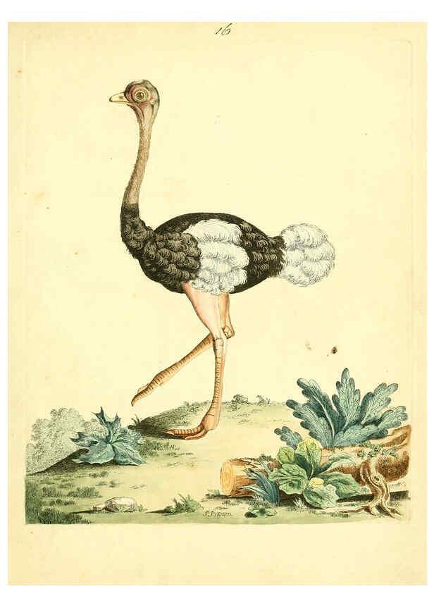 Reproducción/Reproduction 6072743825: Nouvelles illustrations de zoologie A Londres :Imprimé pour B. White ...,1776