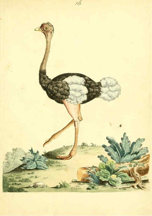 Reproducción/Reproduction 6072743825: Nouvelles illustrations de zoologie A Londres :Imprimé pour B. White ...,1776