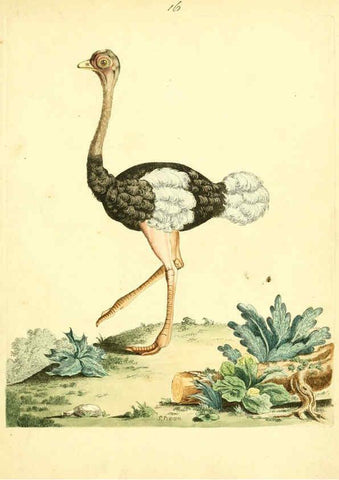 Reproducción/Reproduction 6072743825: Nouvelles illustrations de zoologie A Londres :Imprimé pour B. White ...,1776