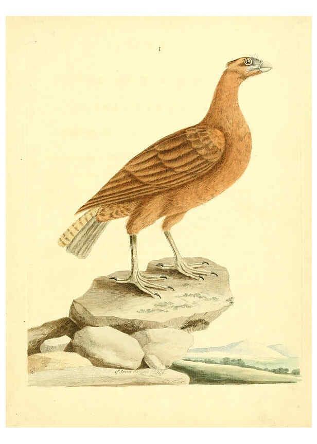 Reproducción/Reproduction 6073278704: Nouvelles illustrations de zoologie A Londres :Imprimé pour B. White ...,1776