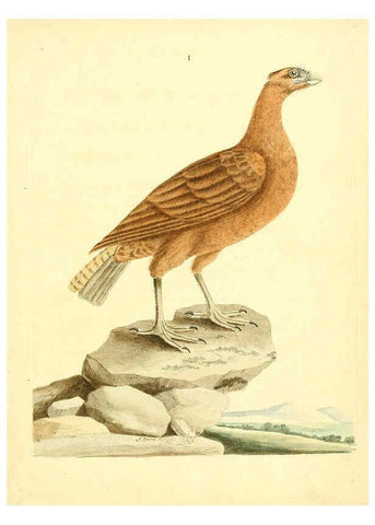 Reproducción/Reproduction 6073278704: Nouvelles illustrations de zoologie A Londres :Imprimé pour B. White ...,1776