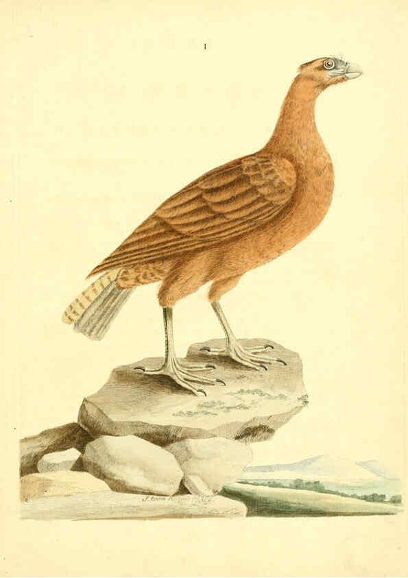 Reproducción/Reproduction 6073278704: Nouvelles illustrations de zoologie A Londres :Imprimé pour B. White ...,1776