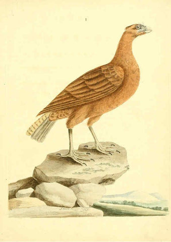 Reproducción/Reproduction 6073278704: Nouvelles illustrations de zoologie A Londres :Imprimé pour B. White ...,1776