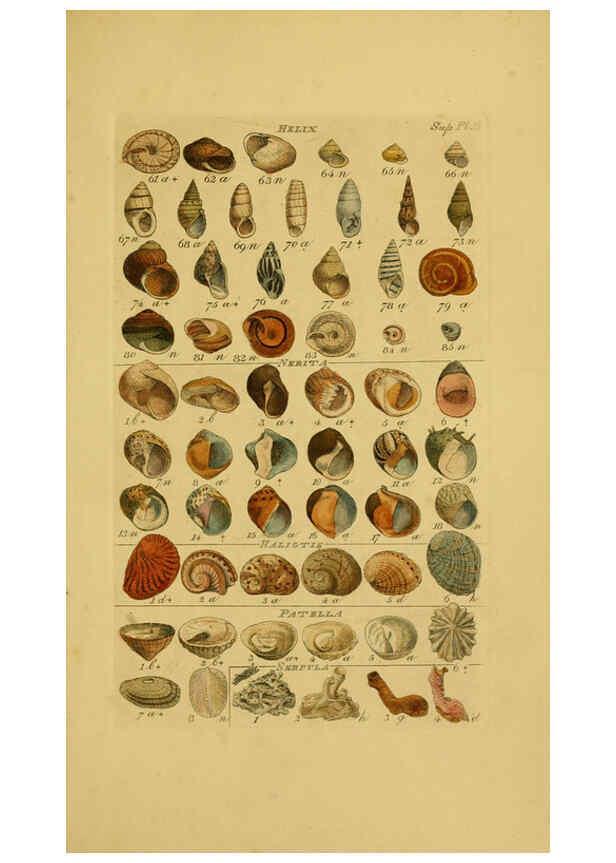 Reproducción/Reproduction 6072689751: Index testaceologicus London,Willis and Sotheran,1856