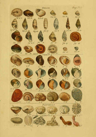 Reproducción/Reproduction 6072689751: Index testaceologicus London,Willis and Sotheran,1856