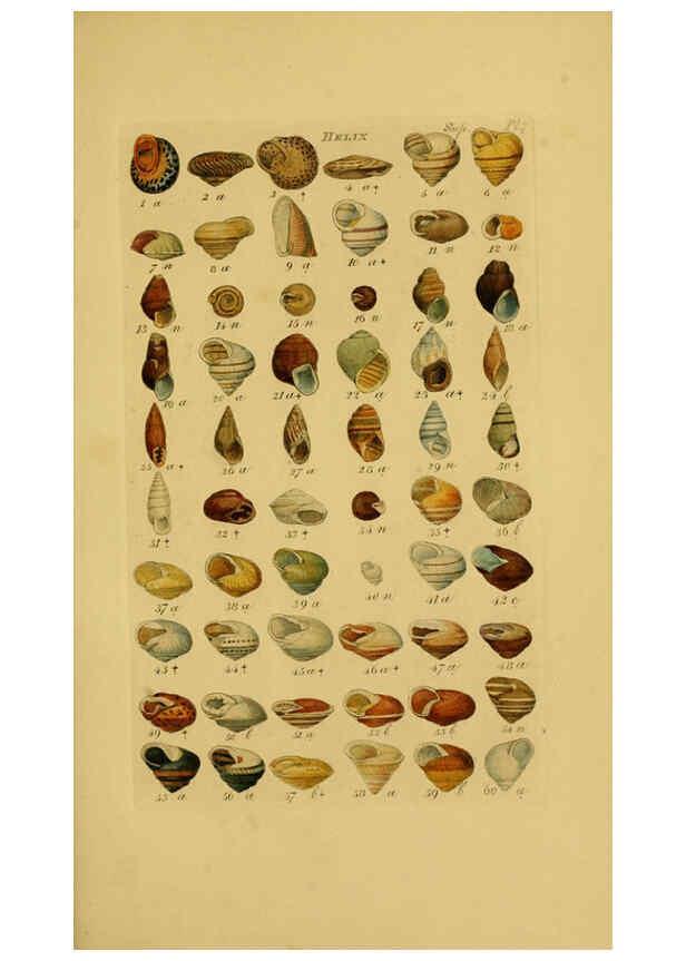 Reproducción/Reproduction 6073231138: Index testaceologicus London,Willis and Sotheran,1856