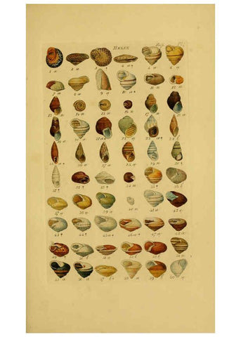 Reproducción/Reproduction 6073231138: Index testaceologicus London,Willis and Sotheran,1856