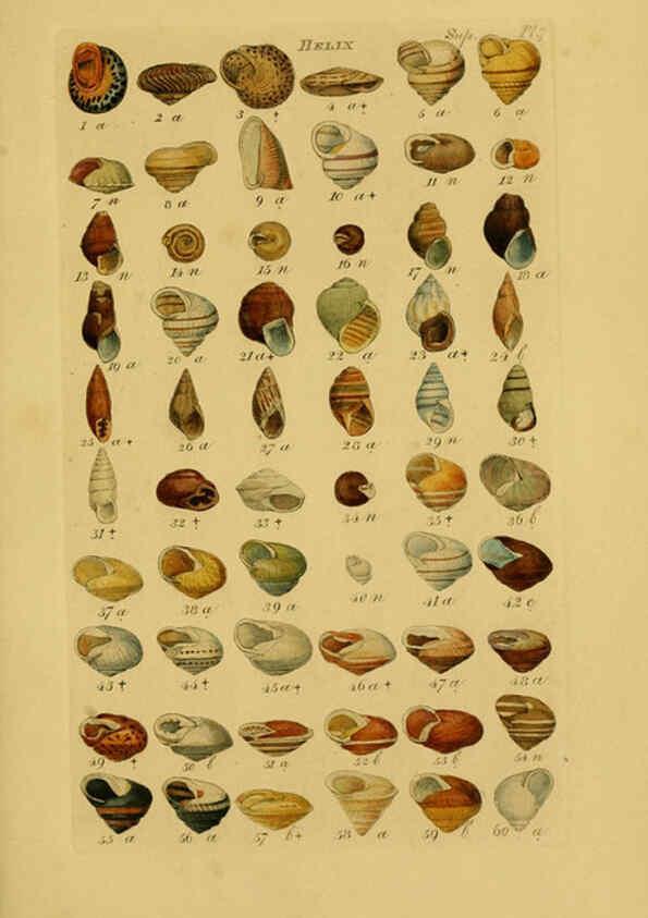 Reproducción/Reproduction 6073231138: Index testaceologicus London,Willis and Sotheran,1856