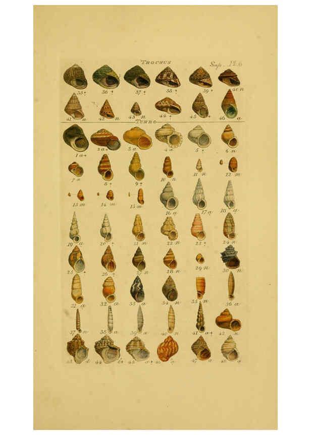Reproducción/Reproduction 6072689391: Index testaceologicus London,Willis and Sotheran,1856