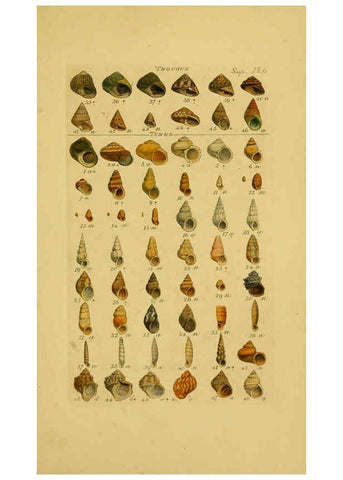 Reproducción/Reproduction 6072689391: Index testaceologicus London,Willis and Sotheran,1856