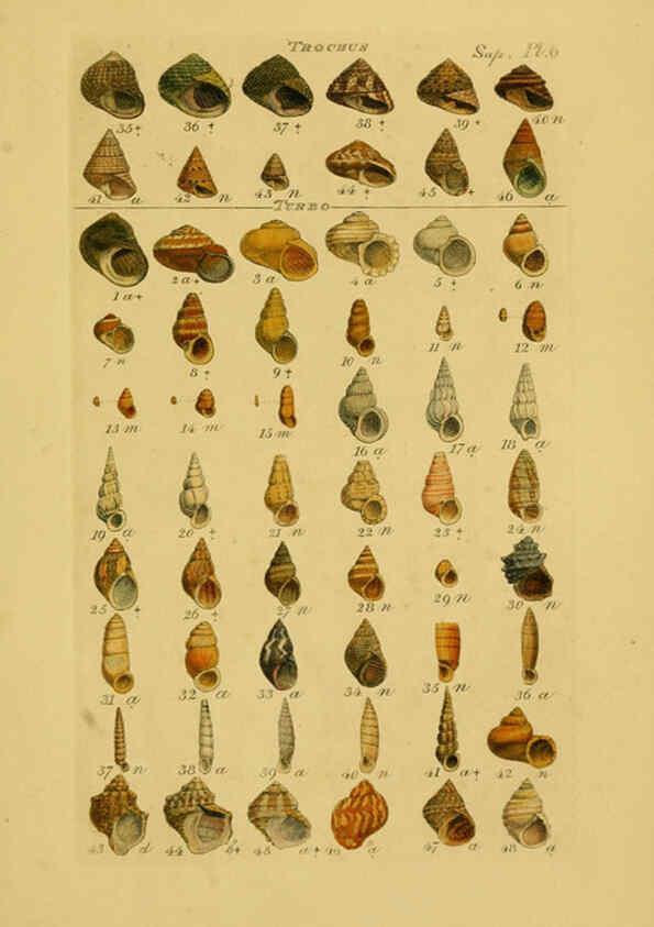 Reproducción/Reproduction 6072689391: Index testaceologicus London,Willis and Sotheran,1856