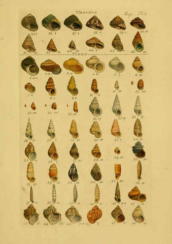 Reproducción/Reproduction 6072689391: Index testaceologicus London,Willis and Sotheran,1856